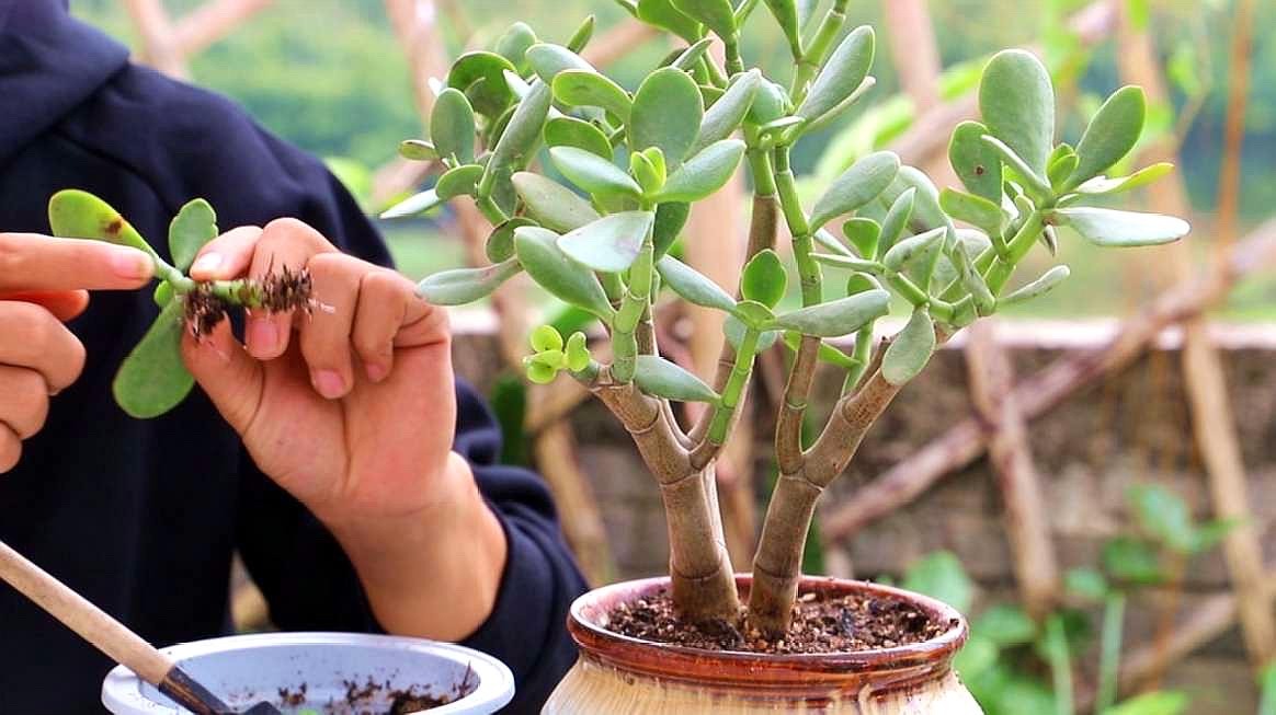 How does eucalyptus propagate? 2 methods, simple and fast, one pot