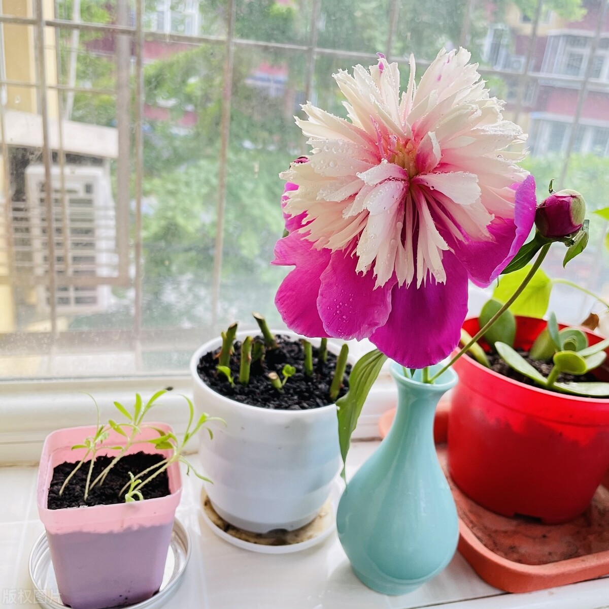 How to cut Chinese roses to take root quickly?3 nodes, carefully ...