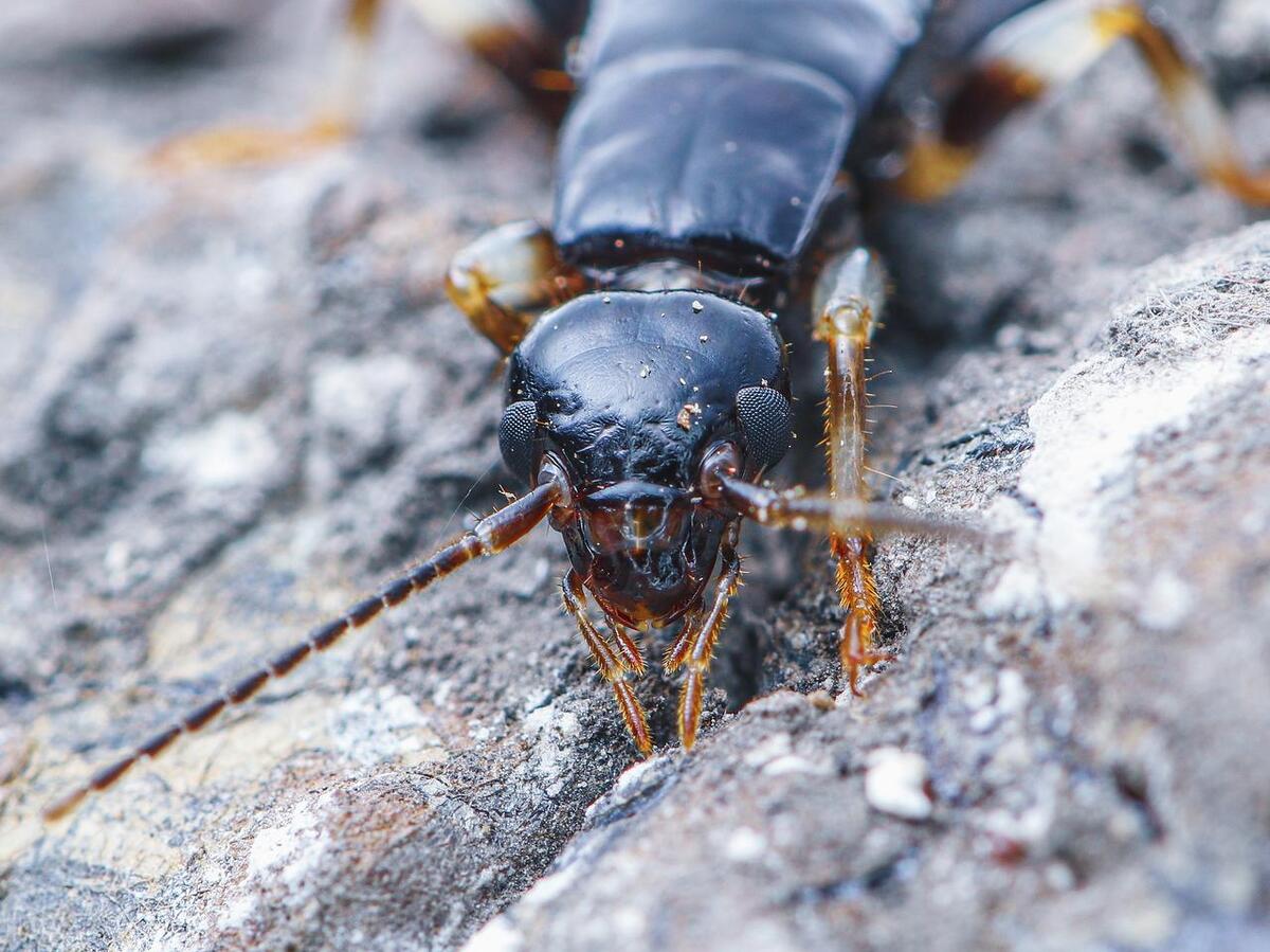 Why are there suddenly so many earwigs in the house? Causes of Earwigs