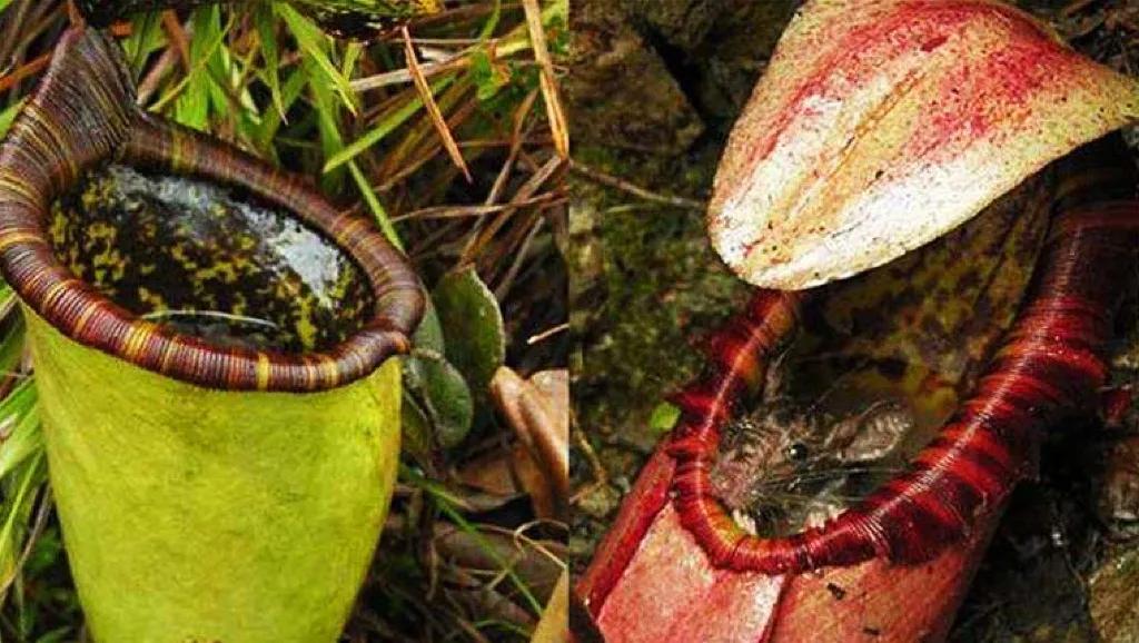 The Mystery of Cannibal Trees Can Plants Eat People?Why do plants eat