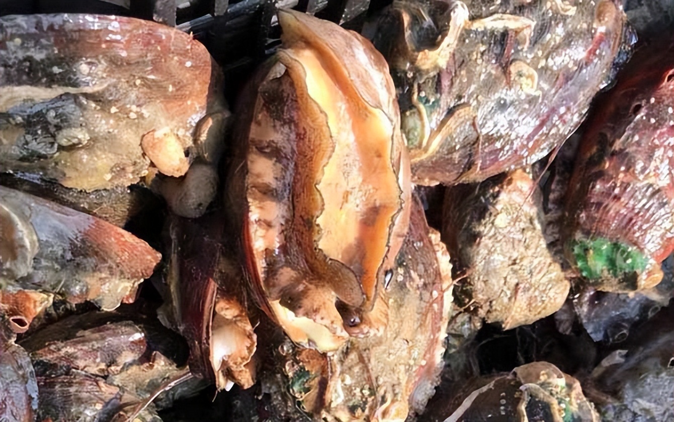 Abalone Abalone with rich nutritional value, how can you not "love" it