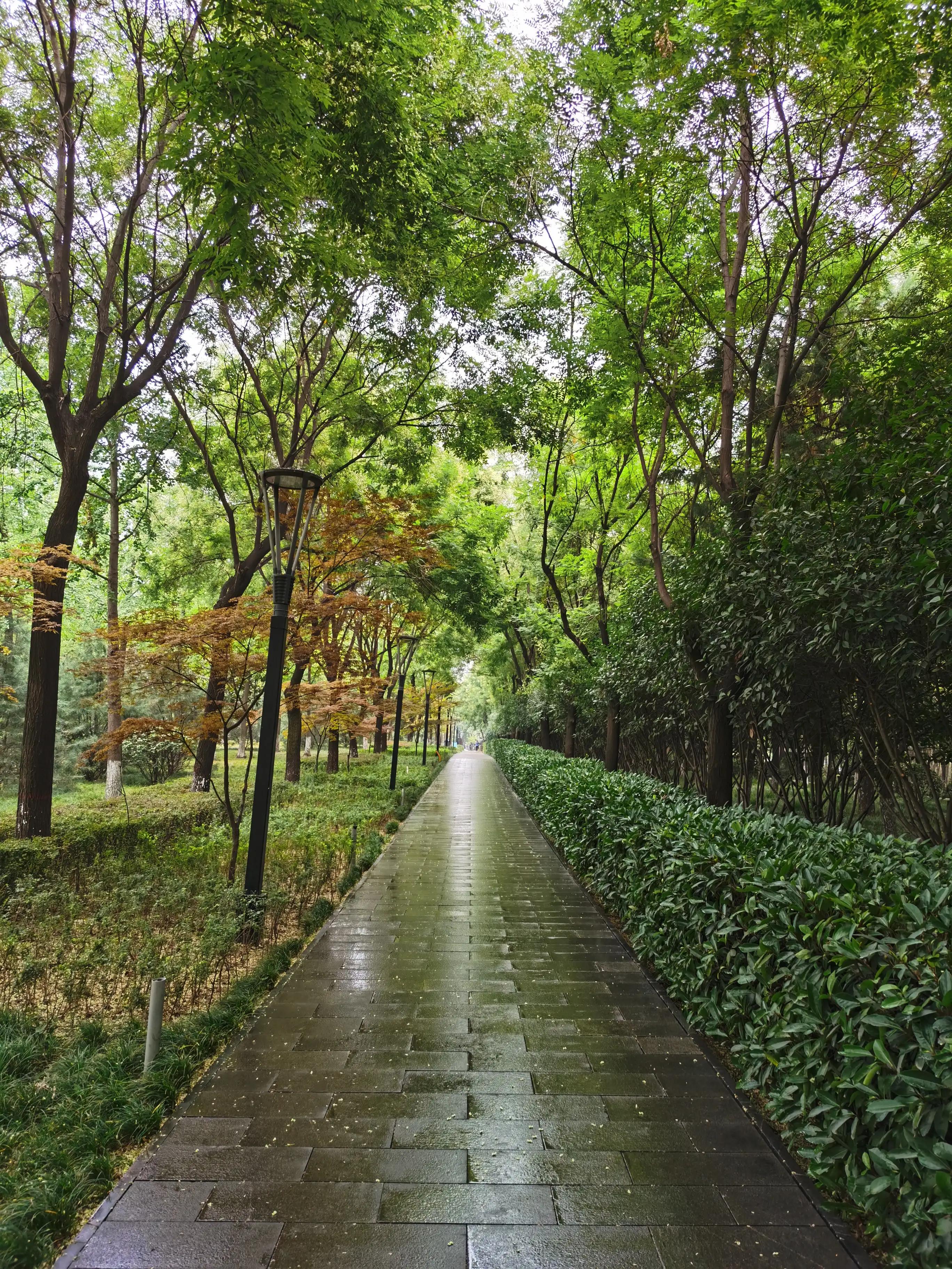 One tree, one flower, one thought of Chang'an - iNEWS