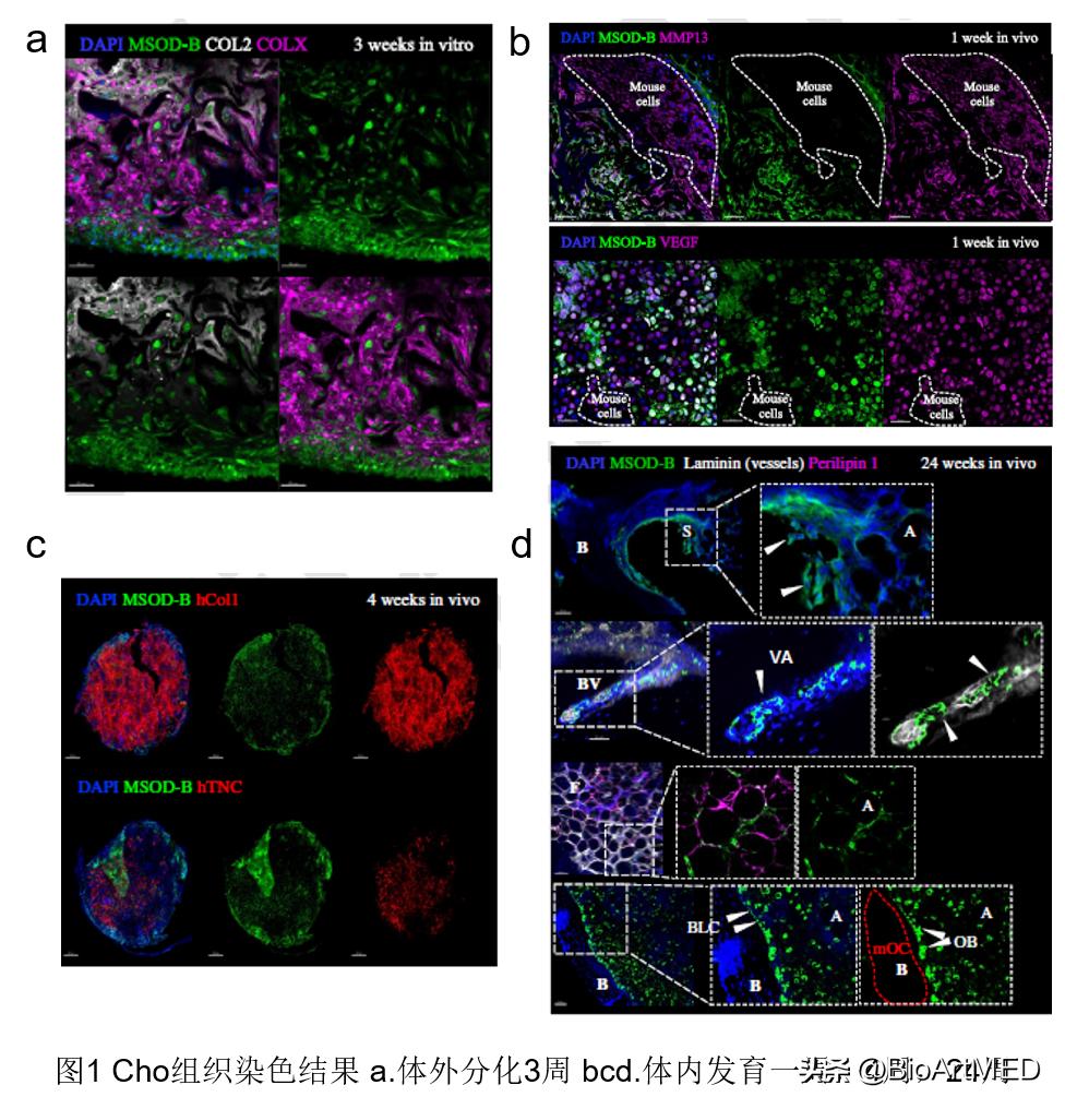 Establishment of a standard model for studying hematopoiesis, leukemia ...