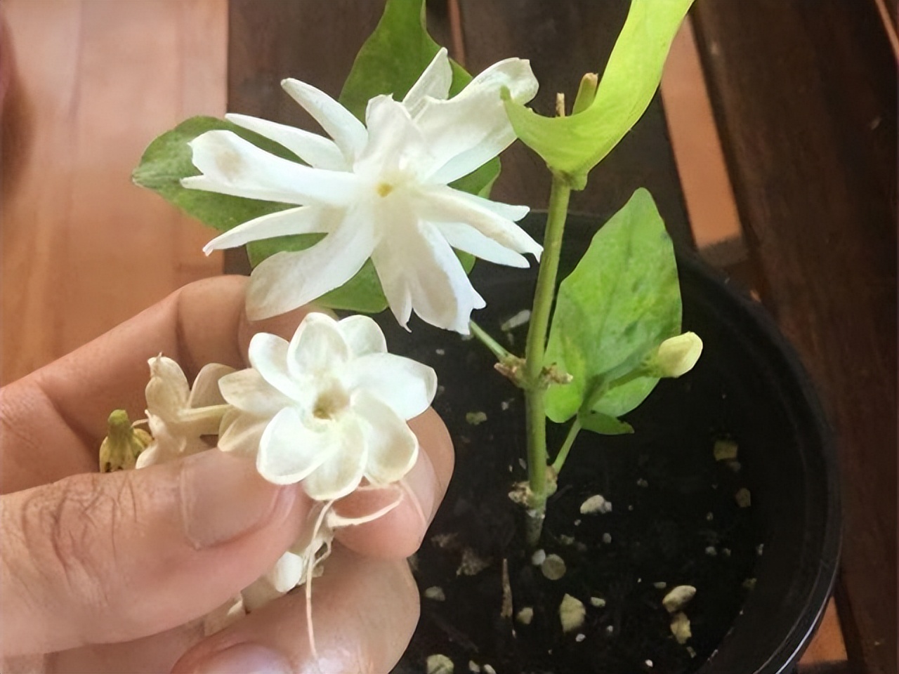 It is said that 7 kinds of flowers are "unlucky flowers" and cannot be