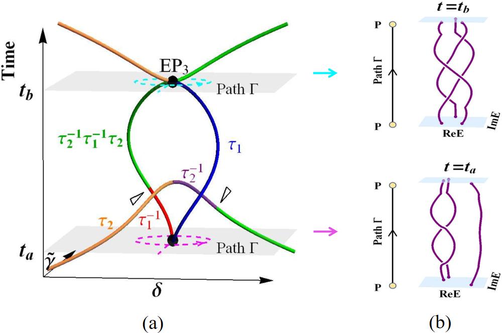 Exceptionally degenerate non-Abelian topologies in non-Hermitian ...