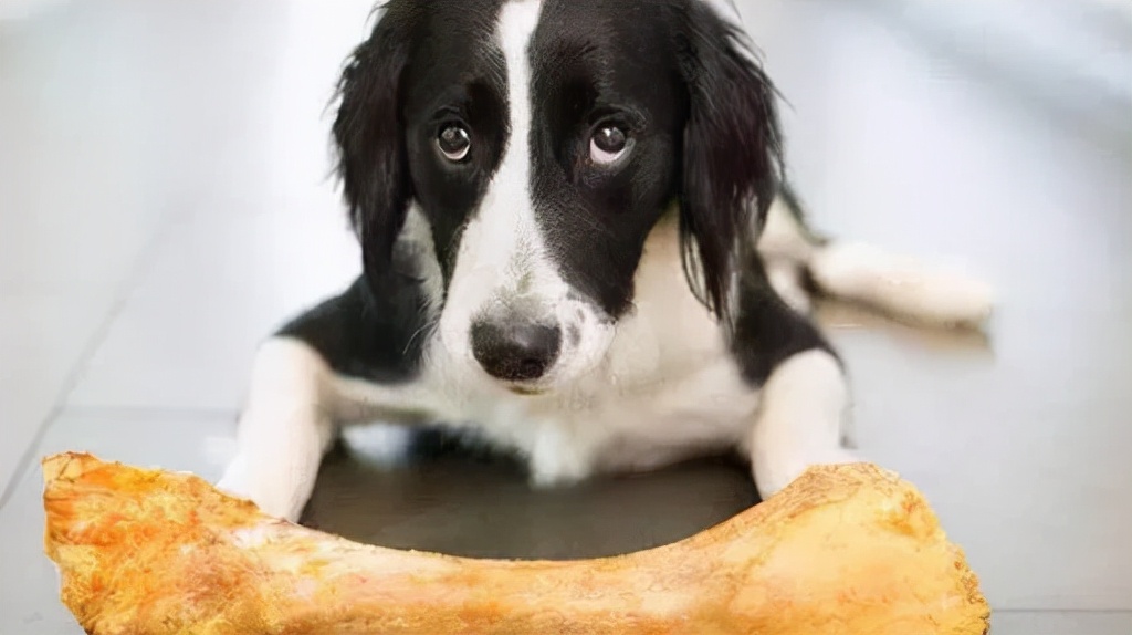 Yoshigao Pet Chondroitin keeps dogs away from joint pain iNEWS