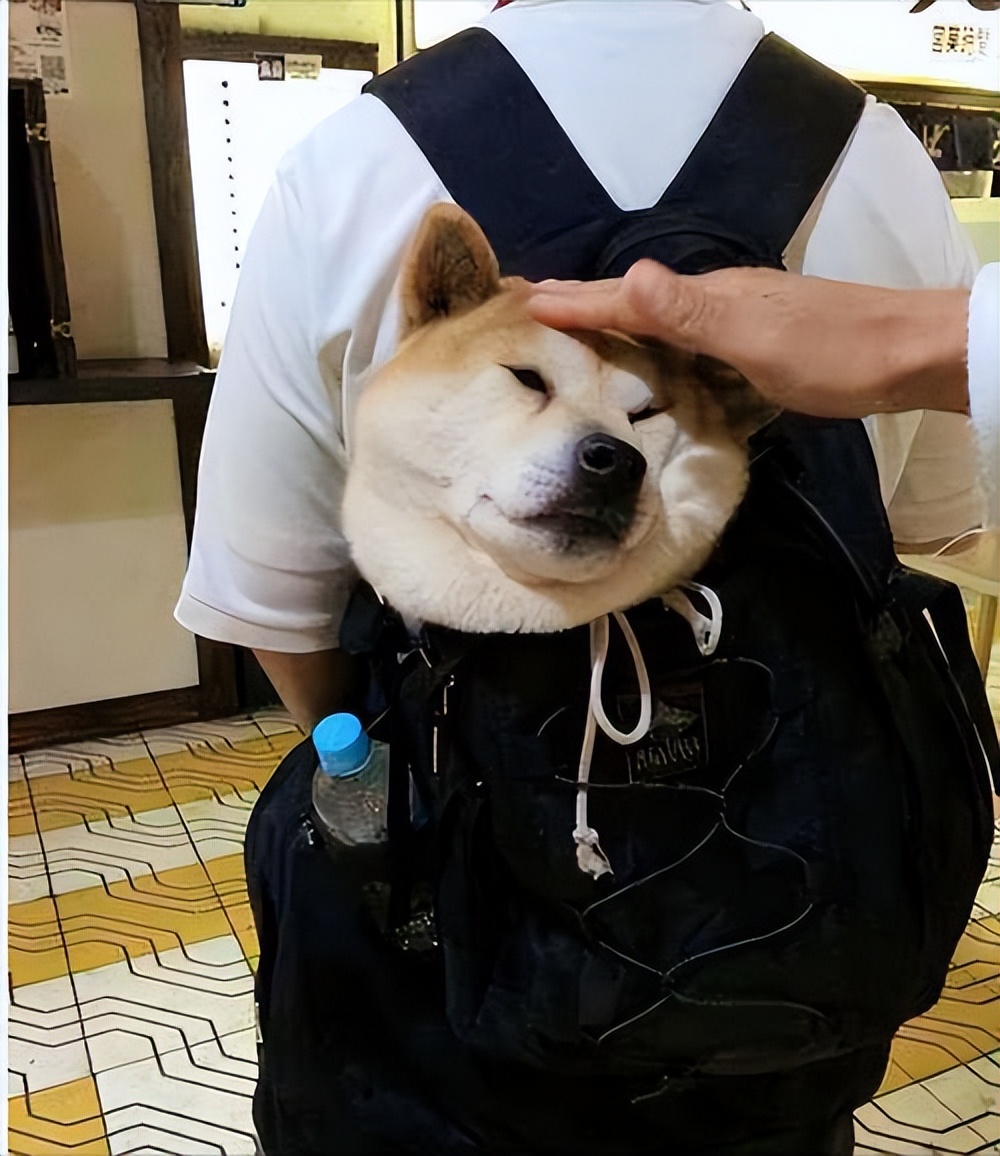 Why is my hand bitten when I touch my dog's head? There are these