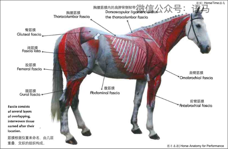 Connective Tissue Fascia And Tendons Of Horses INEWS connective-tissue-fascia-and-tendons-of-horses-inews