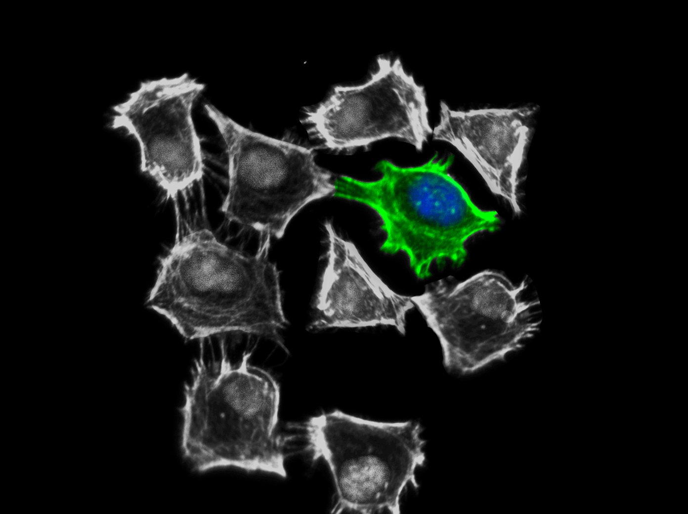 A member of the Rho subfamily of small G proteins—the role of CDC42 in ...