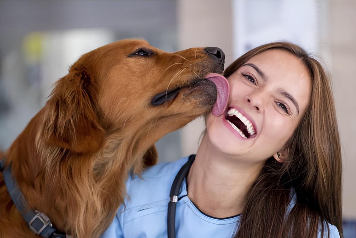 Why do dogs like to lick their owners?Should the owner learn to refuse