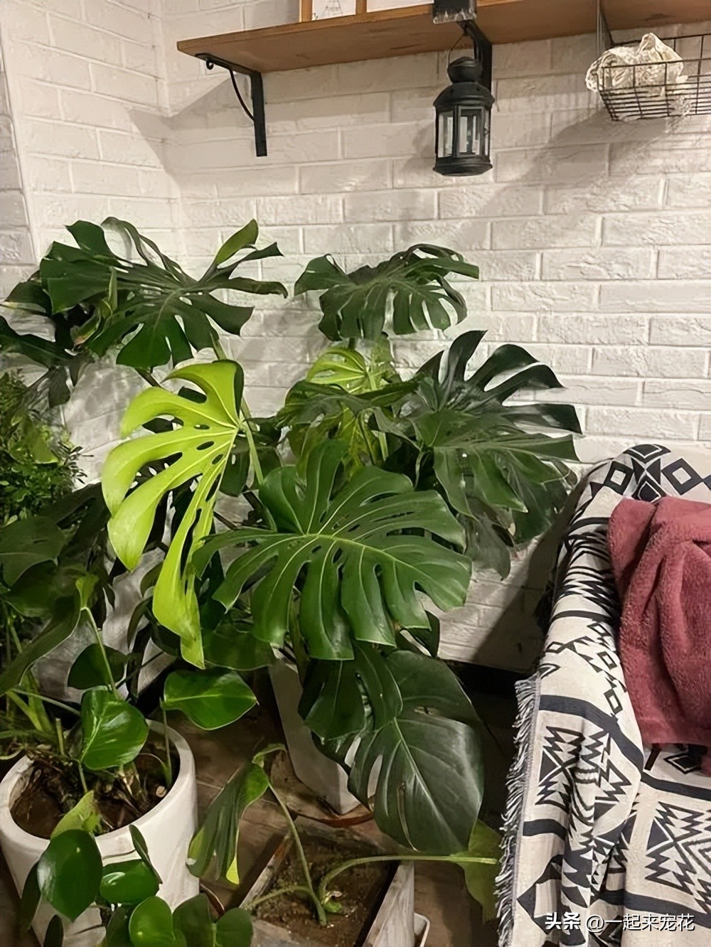 Raising monstera in the dog days, teach you a few tips, safe summer