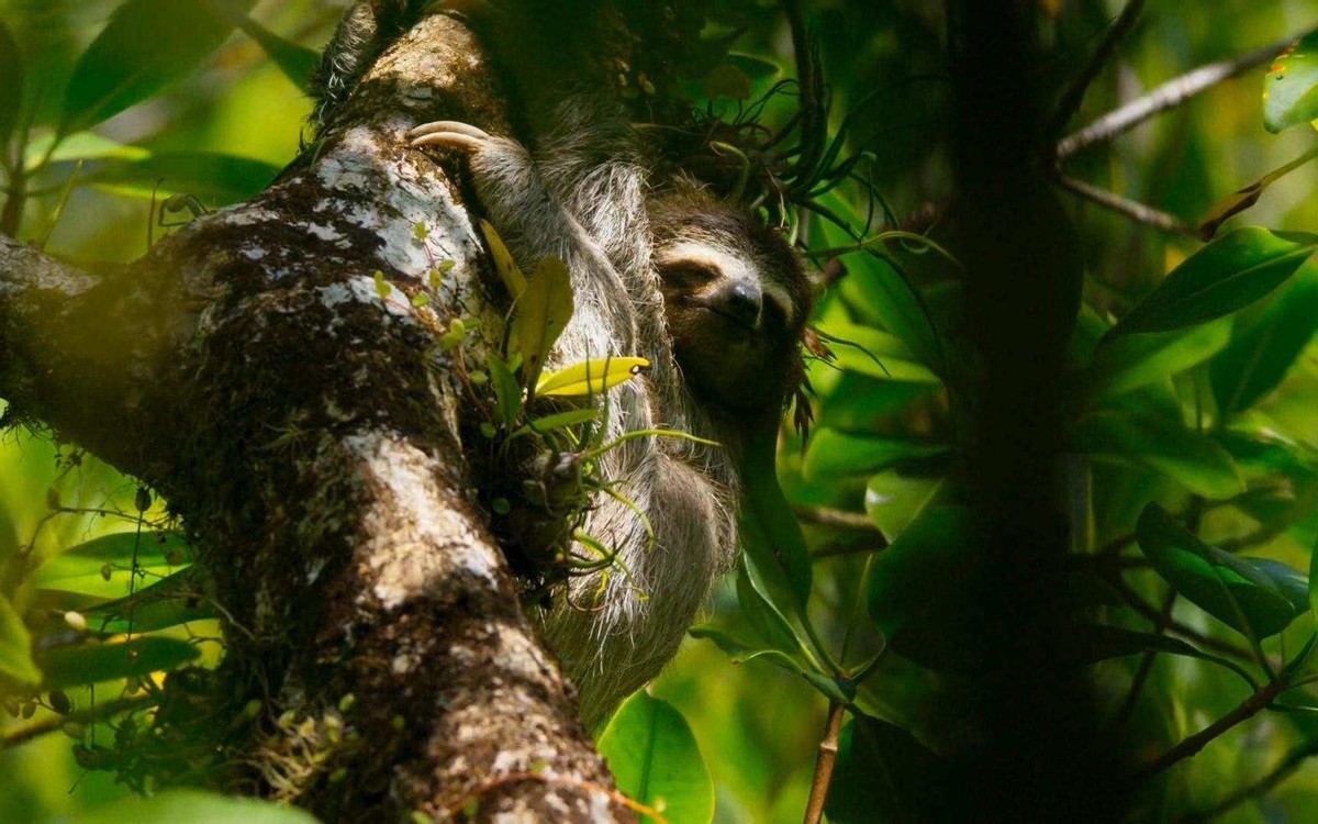 More than 50% of sloths die from falling down trees to defecate, why do