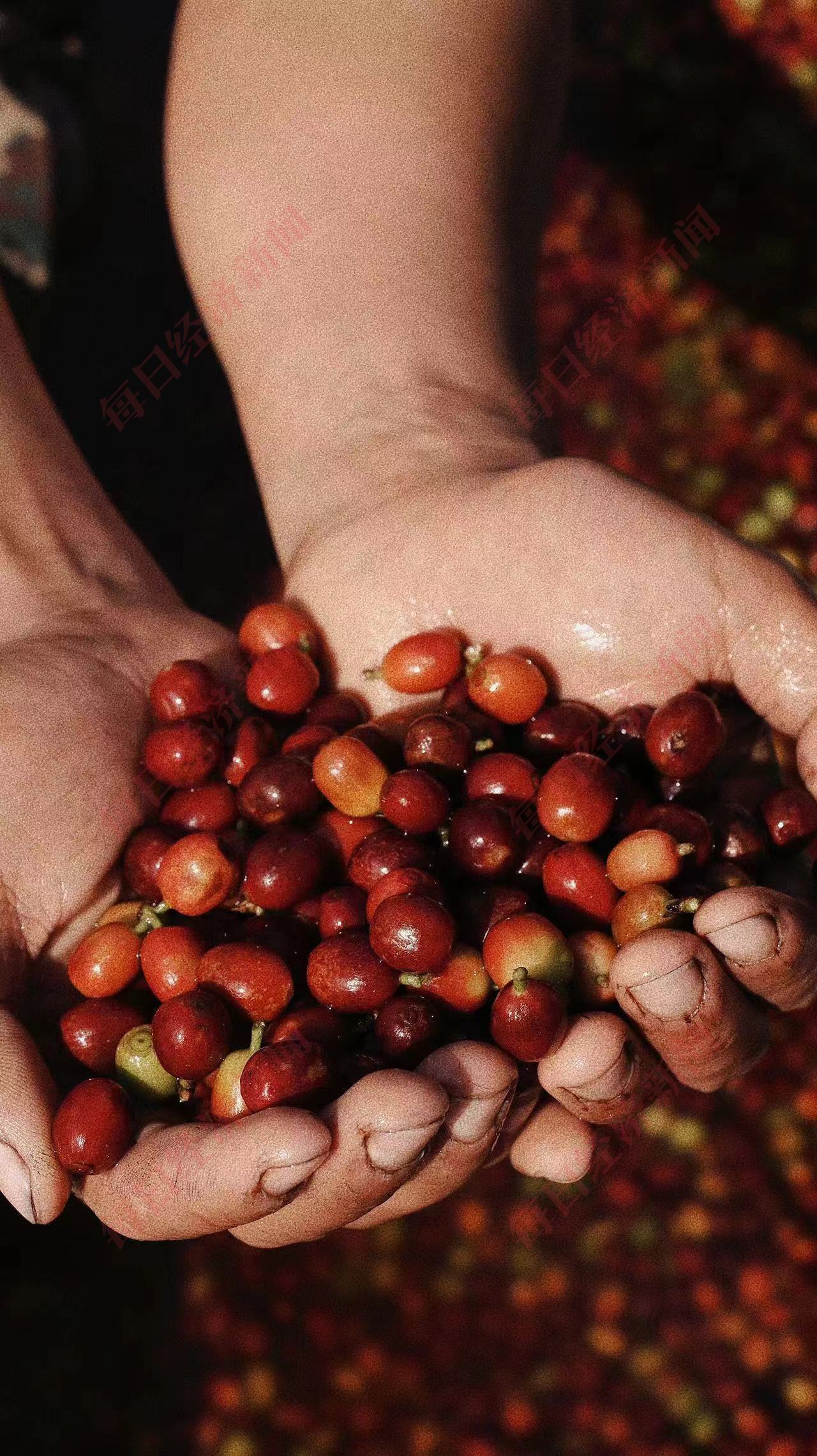 From "30 years of cheap sales" to swarming bean hunters Yunnan coffee beans regain their