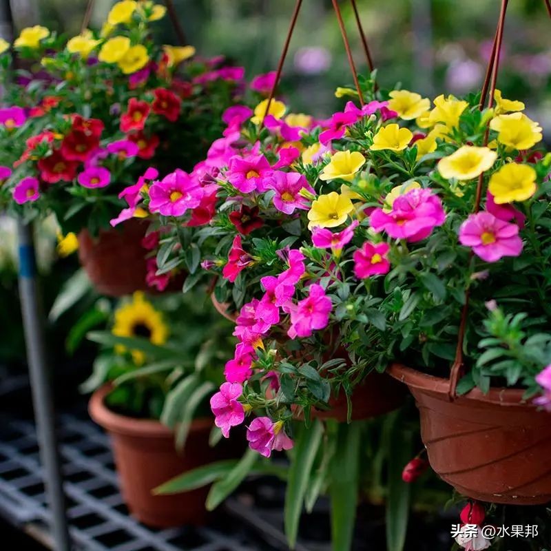 Change Pots For Flowers And Plants In Spring, Keep In Mind 4 