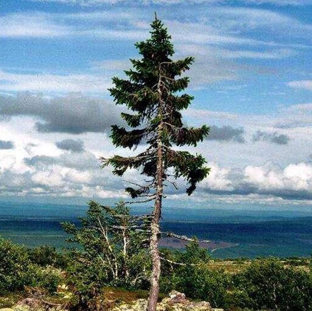 A "longevity tree" that has witnessed human history has lived for 9,500