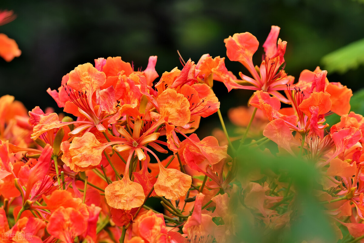 Phoenix Flower Meaning Best Flower Site