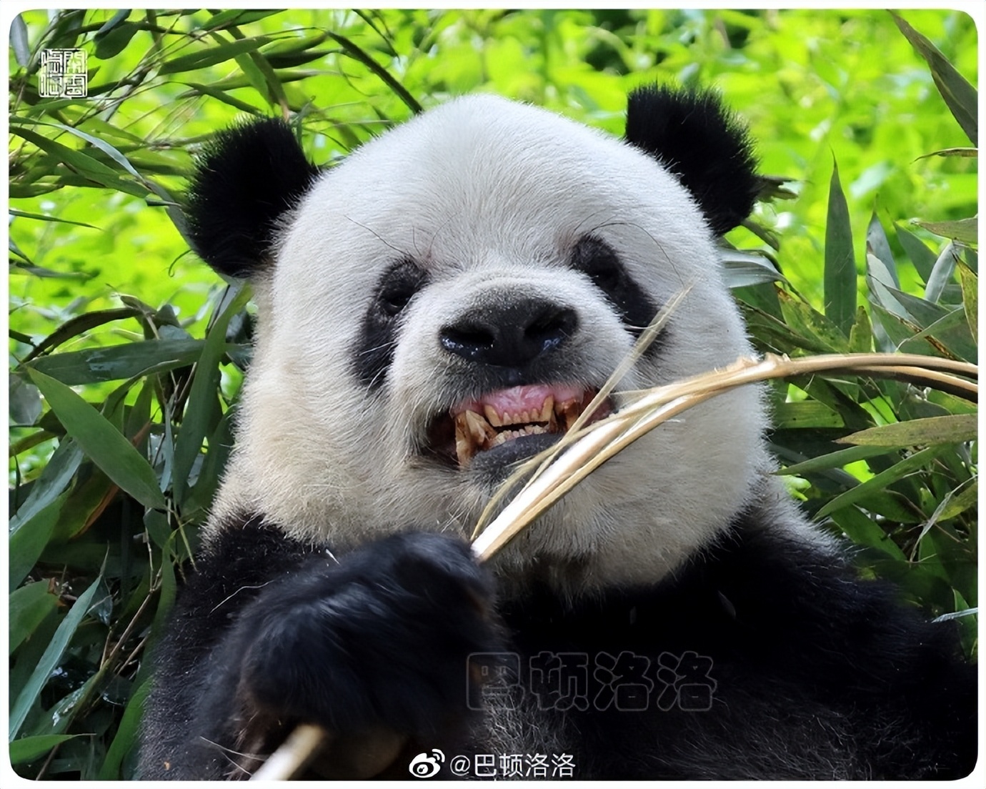 Have you ever seen a panda breaking bamboo with its face? Come and see ...