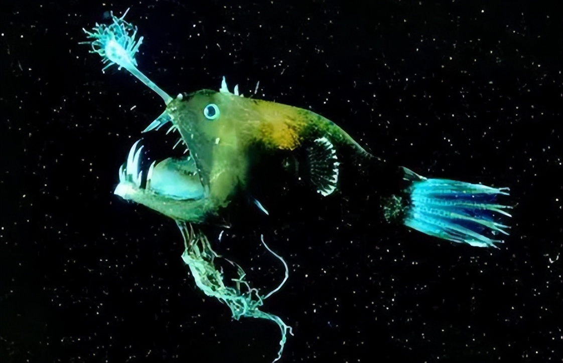 Lantern Fish: The Mysterious Messenger of the Deep Sea Pearl - iMedia