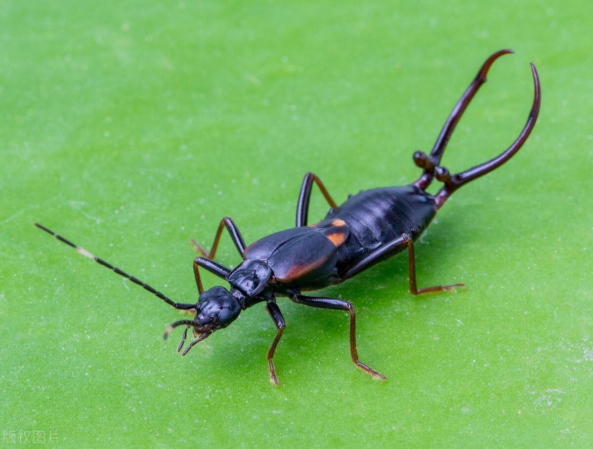 Why are there suddenly so many earwigs in the house? Causes of Earwigs