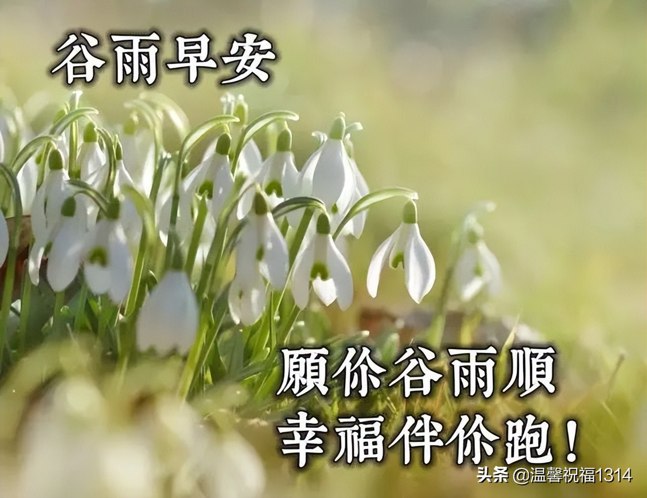 4月20日 | 穀雨問候 - 資訊咖