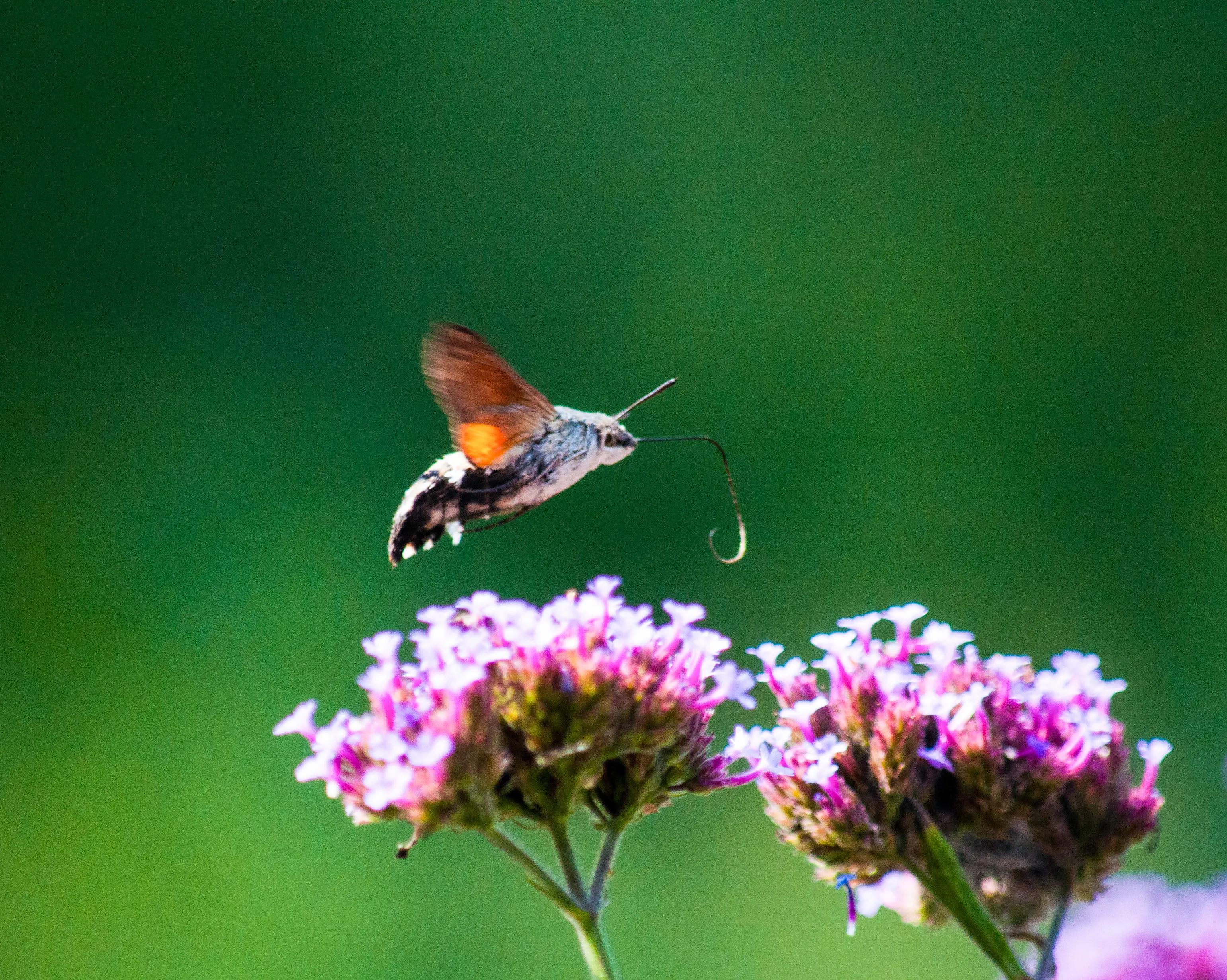 A group of large fluttering moths - hummingbird hawk moths photographed ...