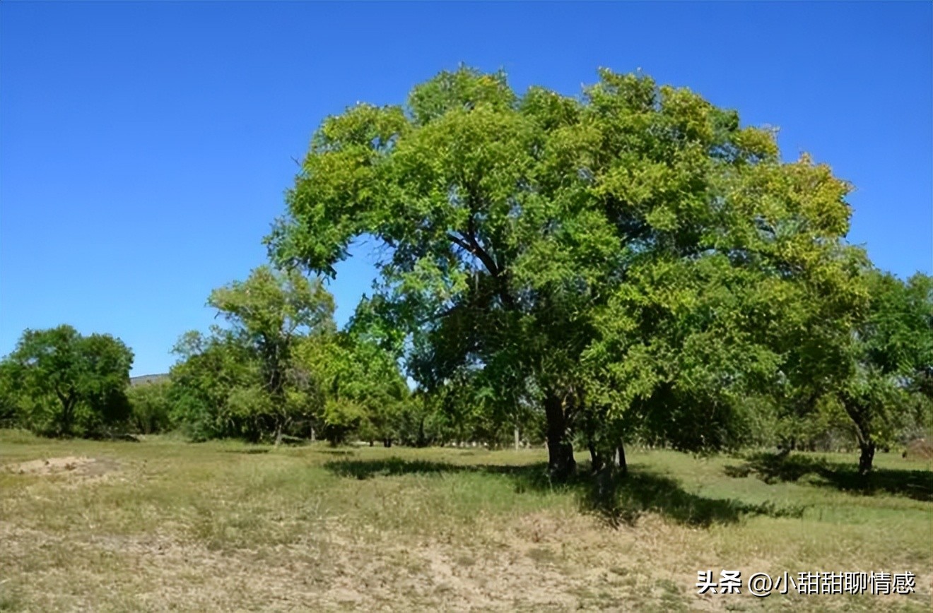 Why were elm trees planted at the border during the Qin and Han ...