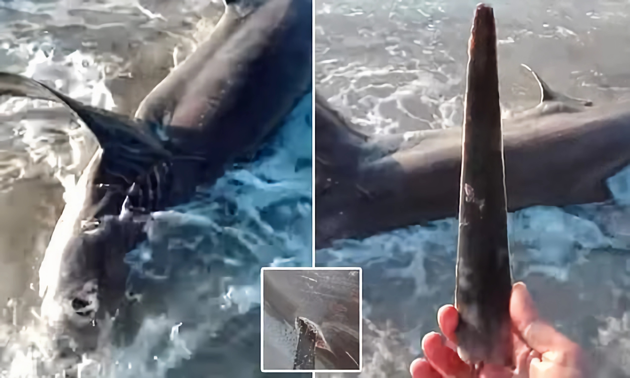 Why Are Swordfish Slaughtering Sharks Addiction? Killing sharks without