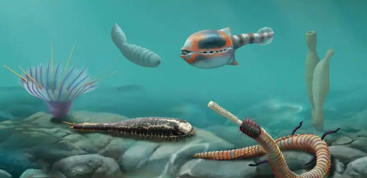 Discovery of new fossils during the Ediacaran-Cambrian transition ...