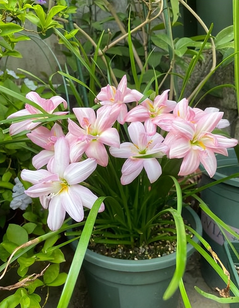 What are the best flowers to grow in autumn?Just raise "one kind", it