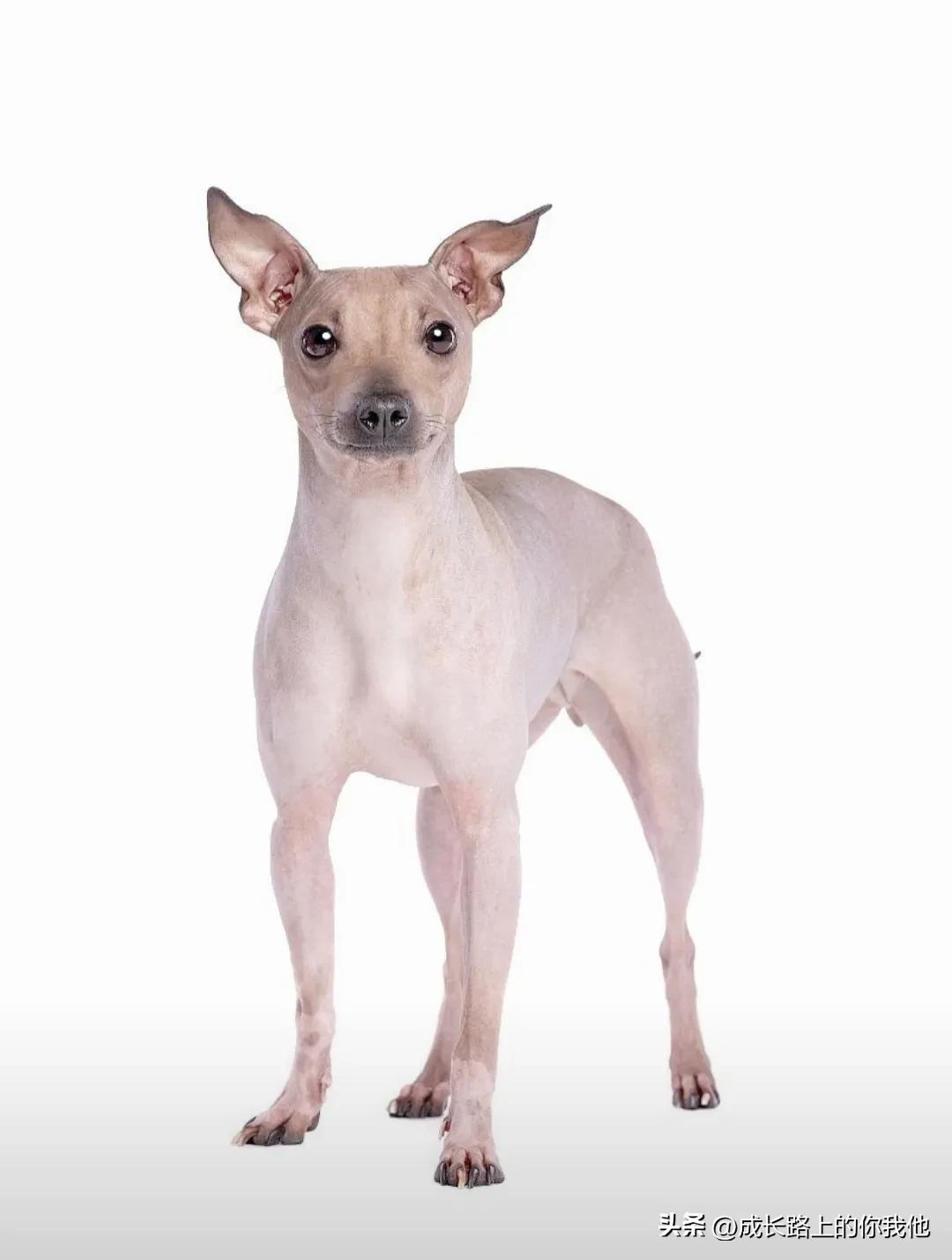 How to Pet Allergies Solve Your Hair Allergies iMedia