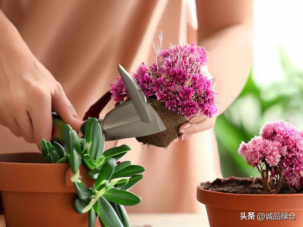 How to prune longevity flowers to burst pots? Here's a little secret