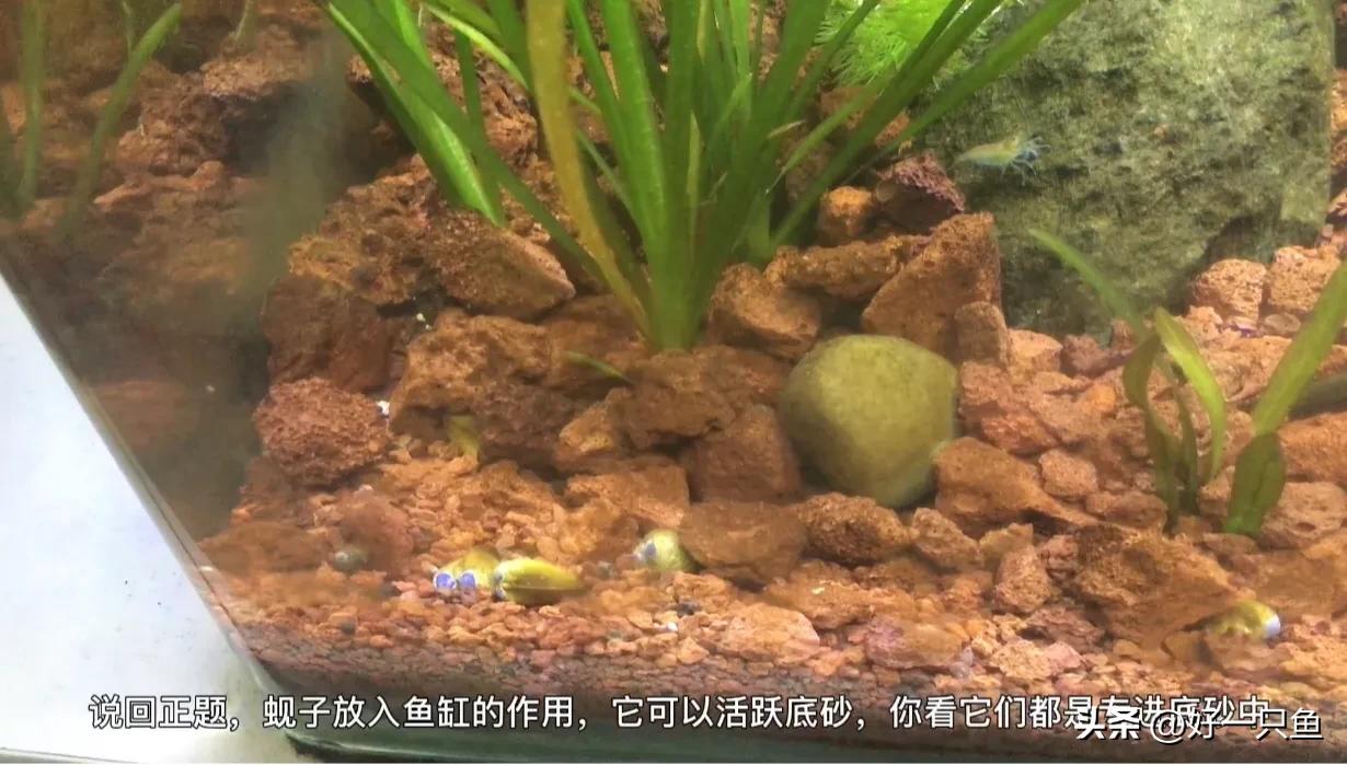 Can clams be placed in a fish tank?Put the clams in the fish tank!many