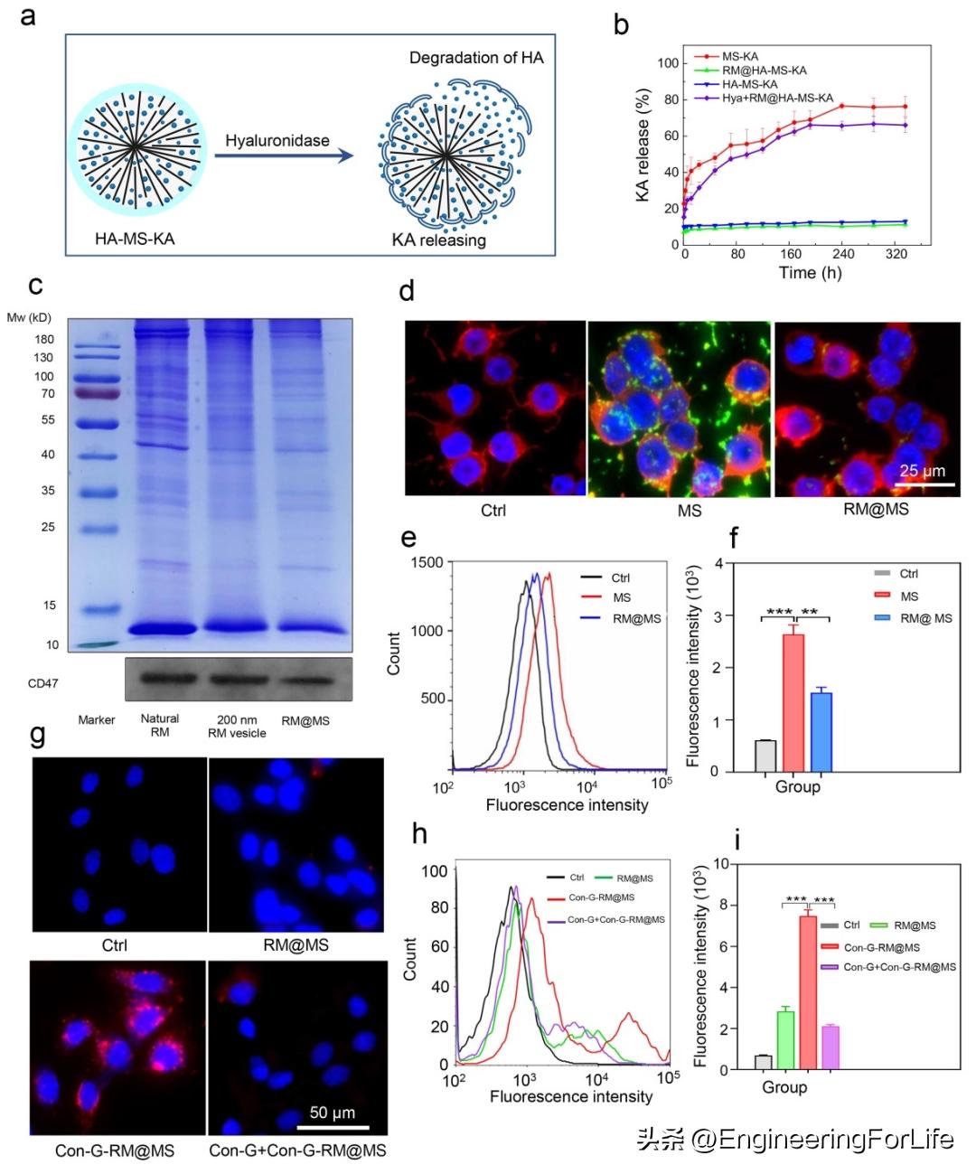 A multifunctional nanocarrier system for efficient targeted drug ...