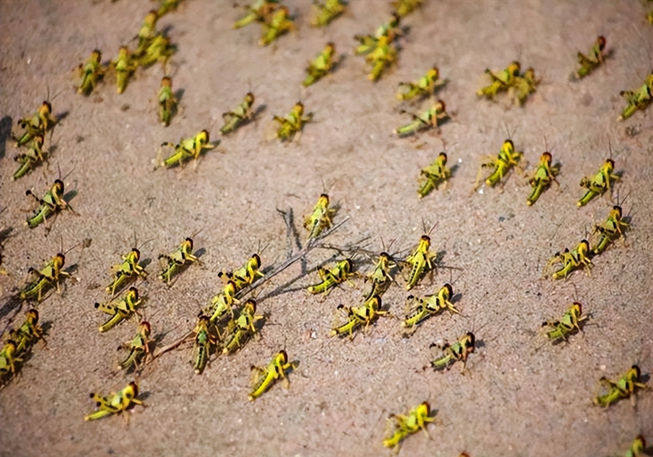 The locusts in the locust plague are highly poisonous, why don't ducks get poisoned after eating