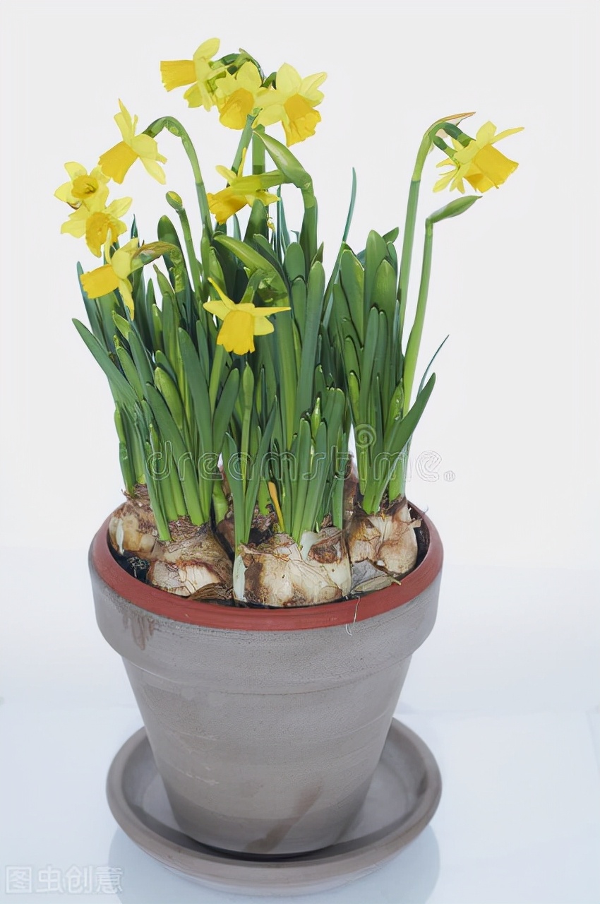 原来水仙花的花期可以人为控制 方法如此简单 学起来 资讯咖 原来水仙花的花期可以人为控制 方法如此简单 学起来 资讯咖