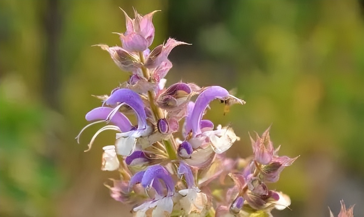 How much does clary sage, which is often mistaken for lavender