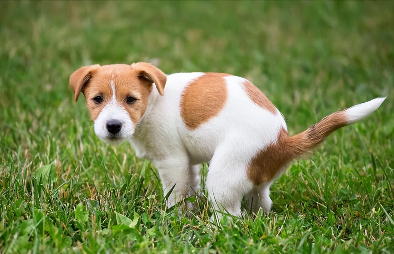 Why do dogs turn in circles before "pulling"? You can't think of these reasons! iNEWS