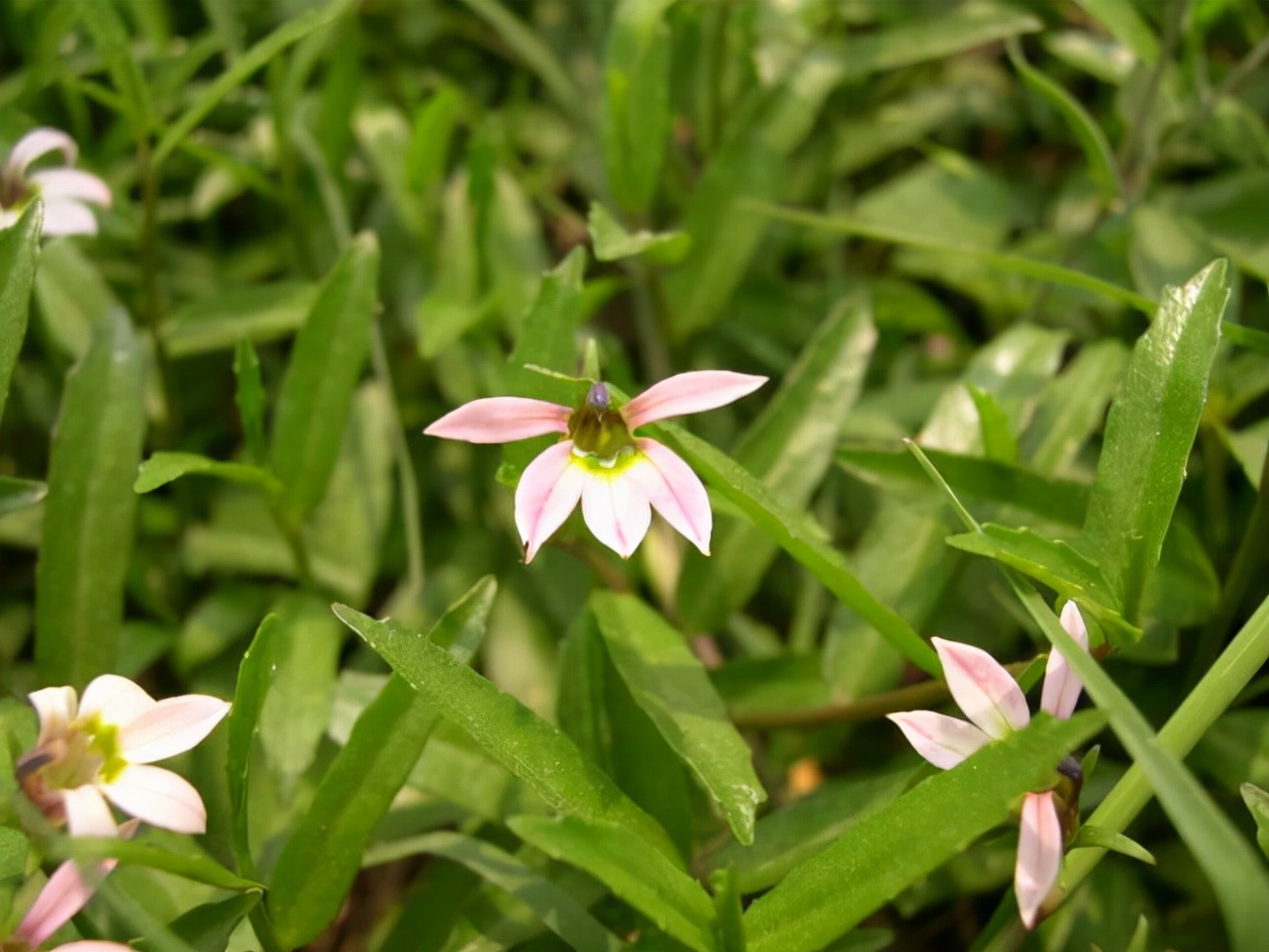 Which seven are the "seven plants that snakes are afraid of"? iNEWS