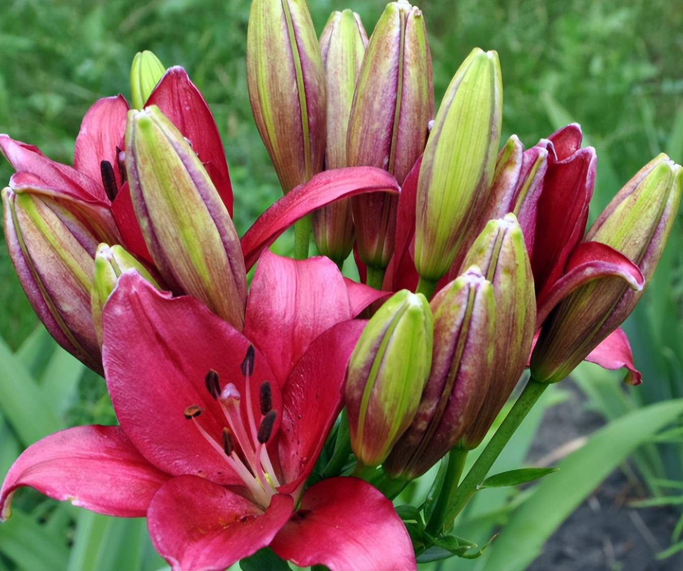 After the lily blooms, if you want to bloom again next year, you need