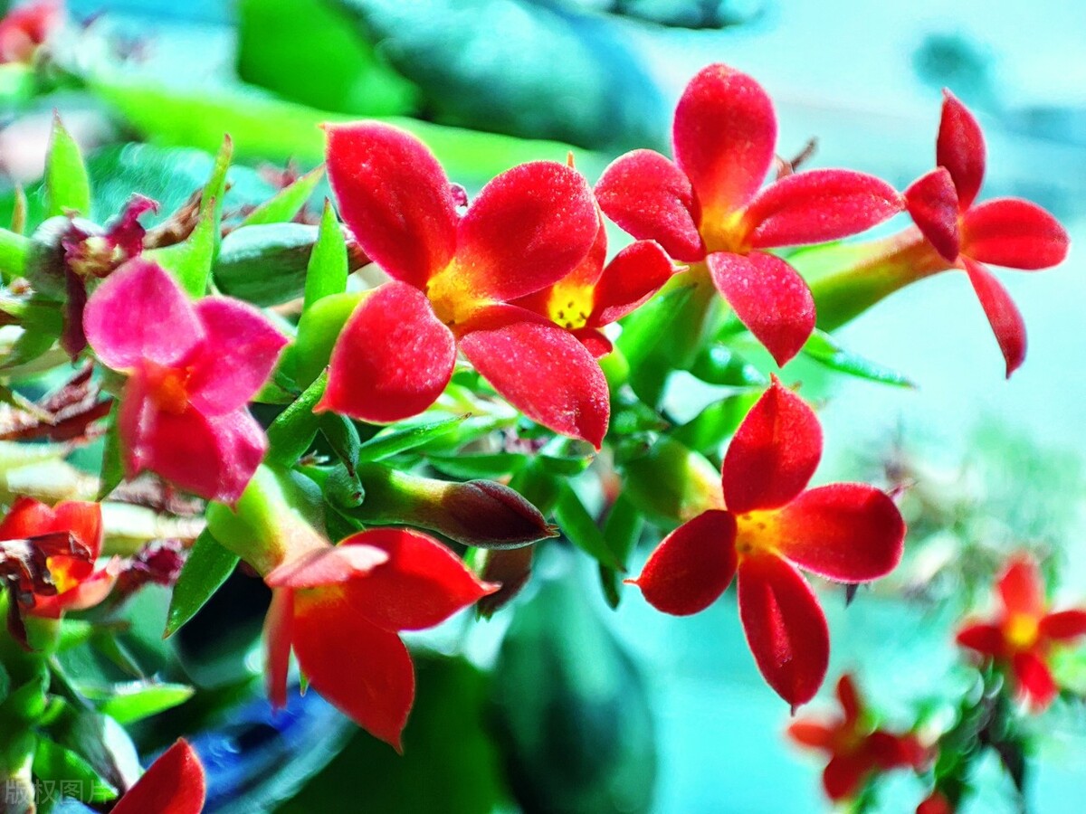 Longevity flowers have "three joys", you can grow them according to