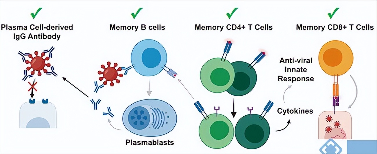 Intestinal CD103-negative memory T cells are the primary immune ...