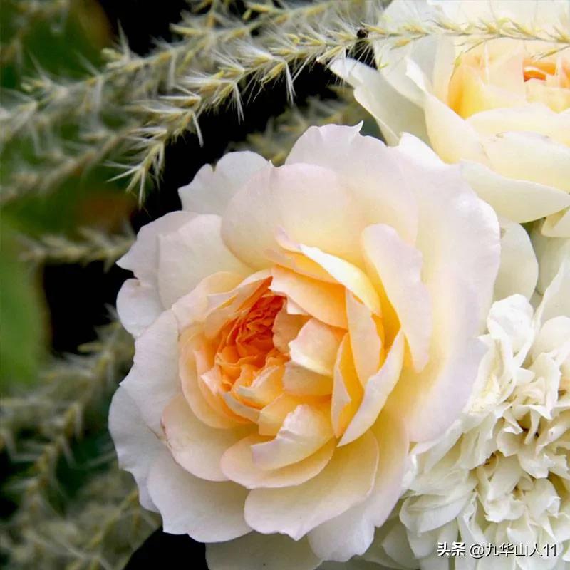 Small Vining Roses List of common vine rose varieties (small) (12) - iMedia
