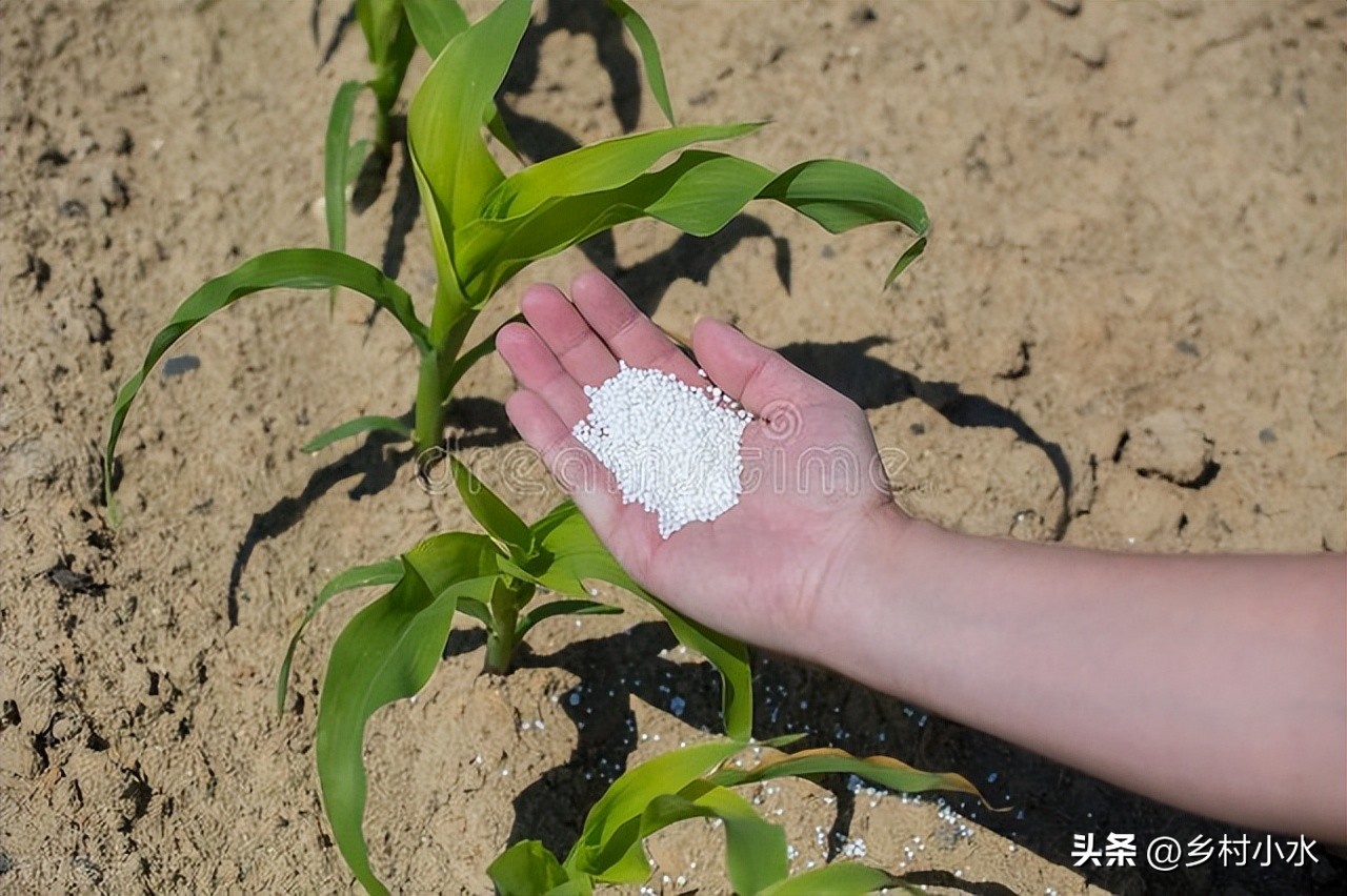 How soon can corn be fertilized? What fertilizer to apply? understand
