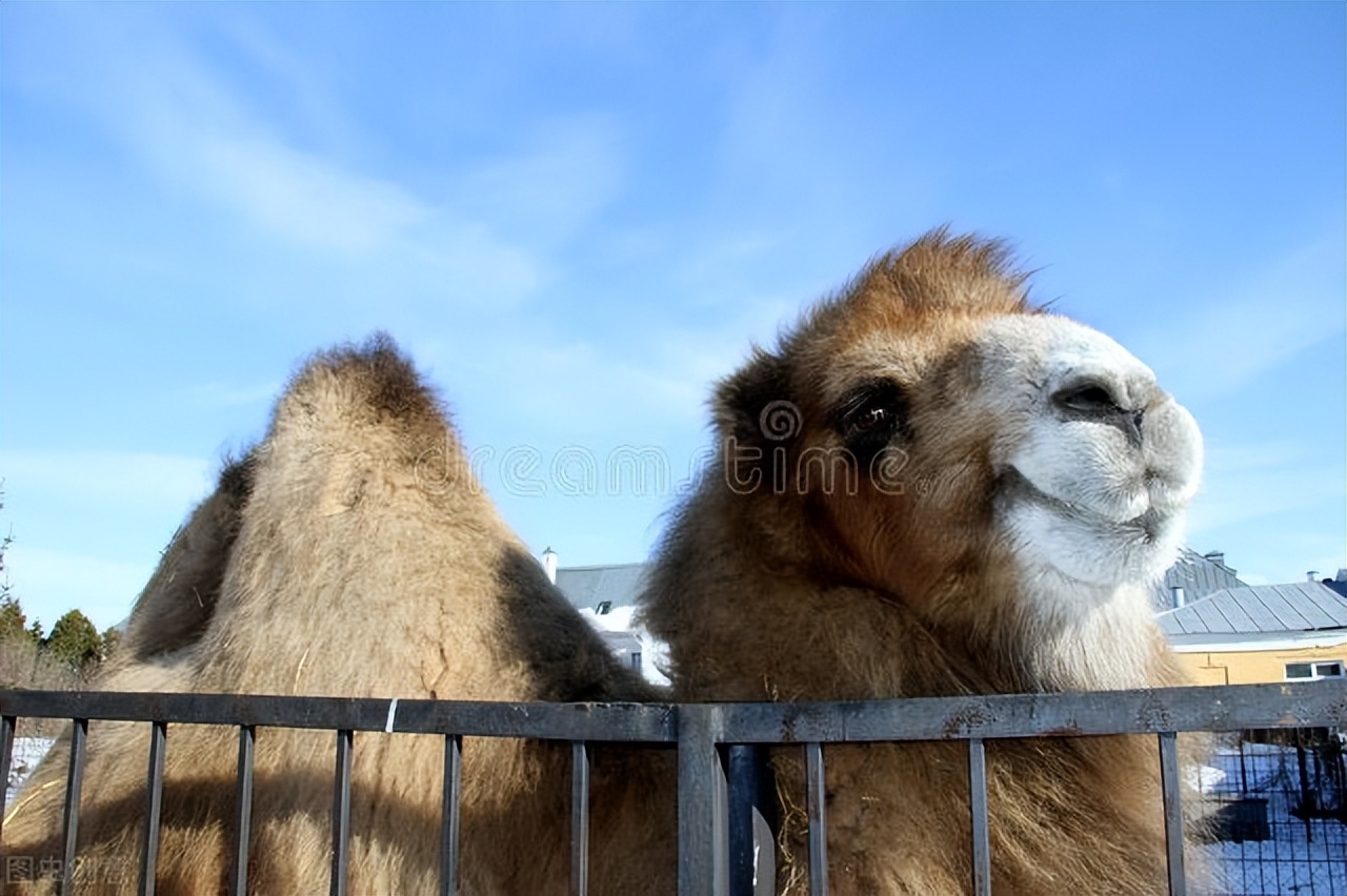 To eliminate more than 1 million camels!Australia carefully arranges