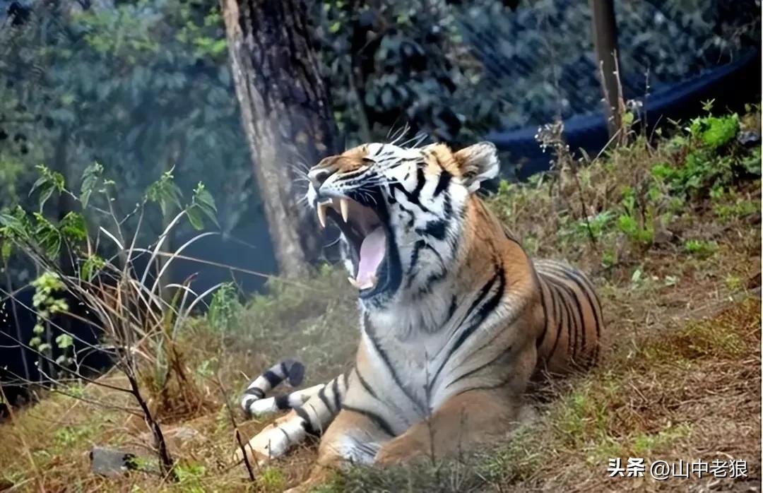 It is very exciting and anticipating that there may still be wild South