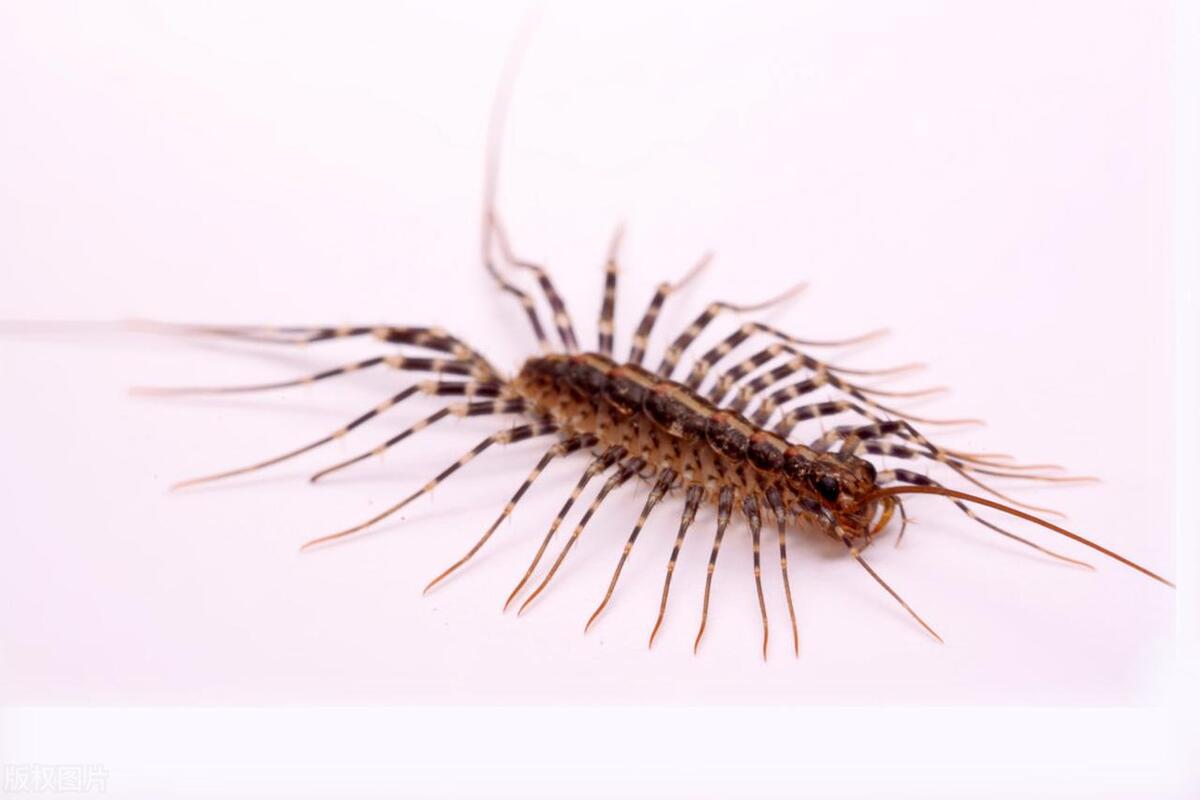 Moneystring Insect What kind of bug is money string? Will Qian Chuanzi run on the bed and ...