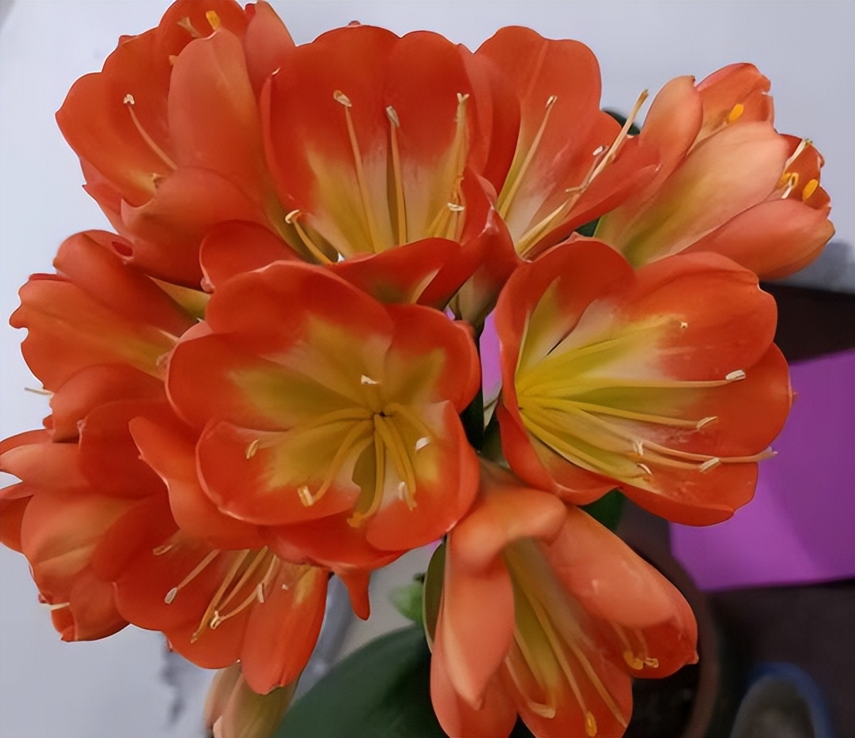 How to water Clivia in autumn?Proper watering, no rotten roots, no ...