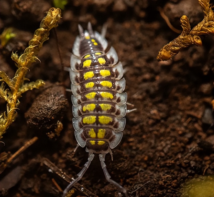 The Magical Guardian of the Soil: Exploring the Tiny World of the Rat ...