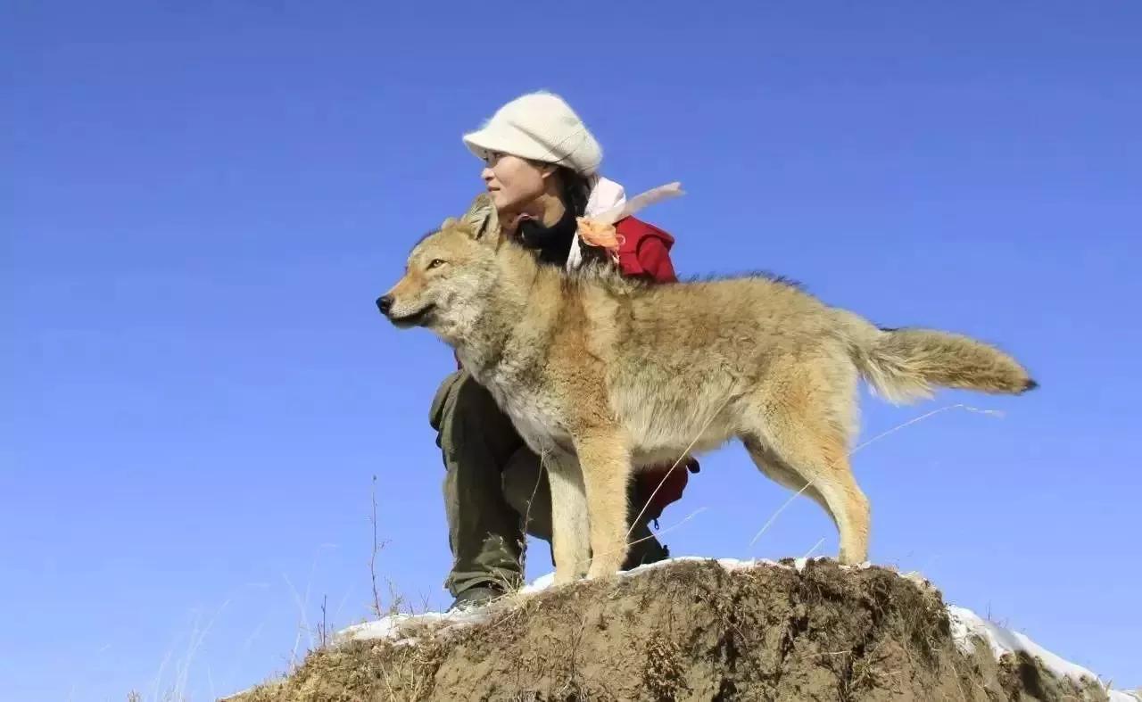 活兔进圈狼叼走撕成两半！-我在新疆养狼-我在新疆养狼-哔哩哔哩视频
