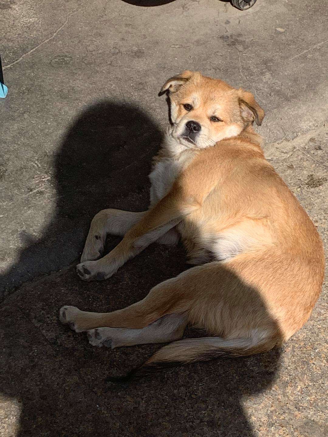 It turns out that dogs "cover their faces and sleep" have these meanings!do you know? iNEWS